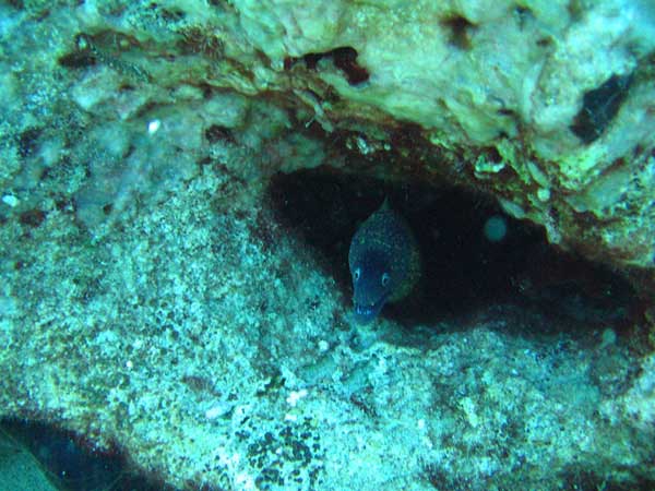 Dalış Bölgeleri — Kaş Sualtı