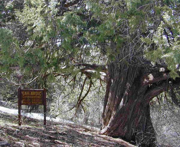 Elmalı — Elmalı Sah Ardıç