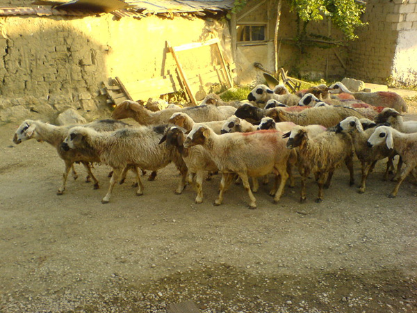 Elmalı — Elmalı Tekke Köyünden Görüntü